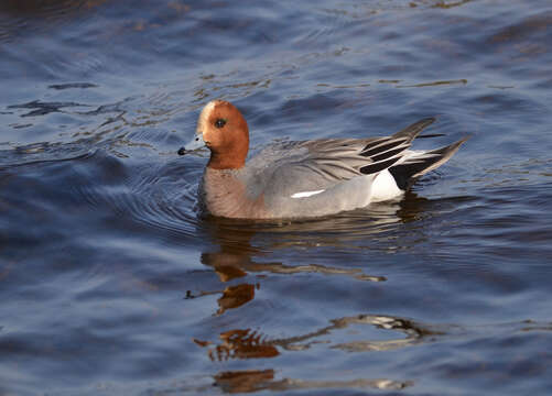 Image of Eurasian Wigeon