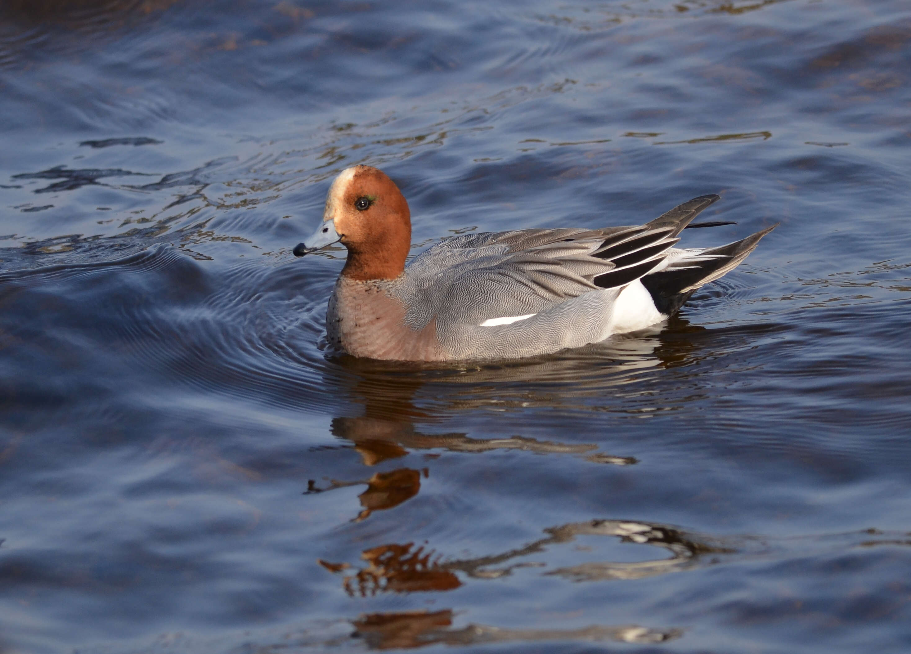 Image of Eurasian Wigeon