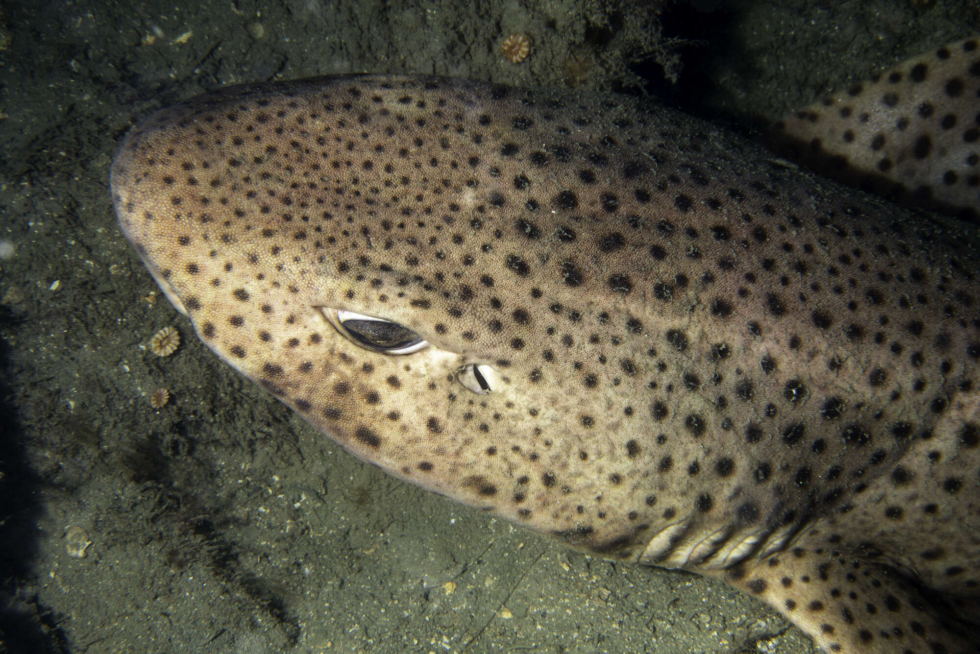 Image of Nursehound