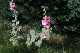 Image of hollyhock