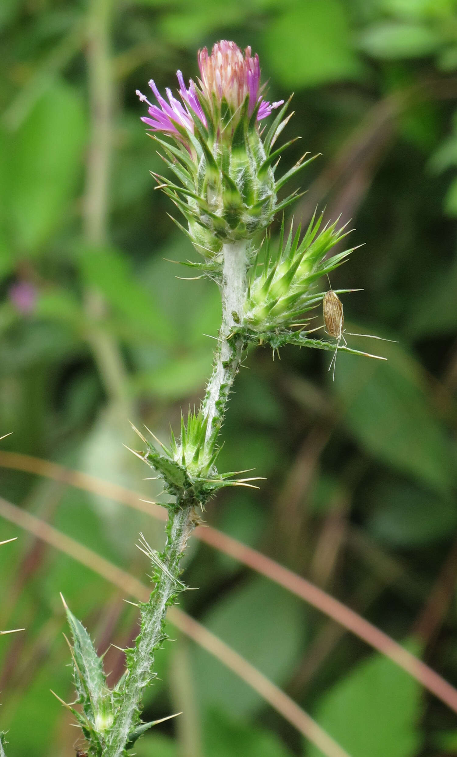 Image of Italian plumeless thistle