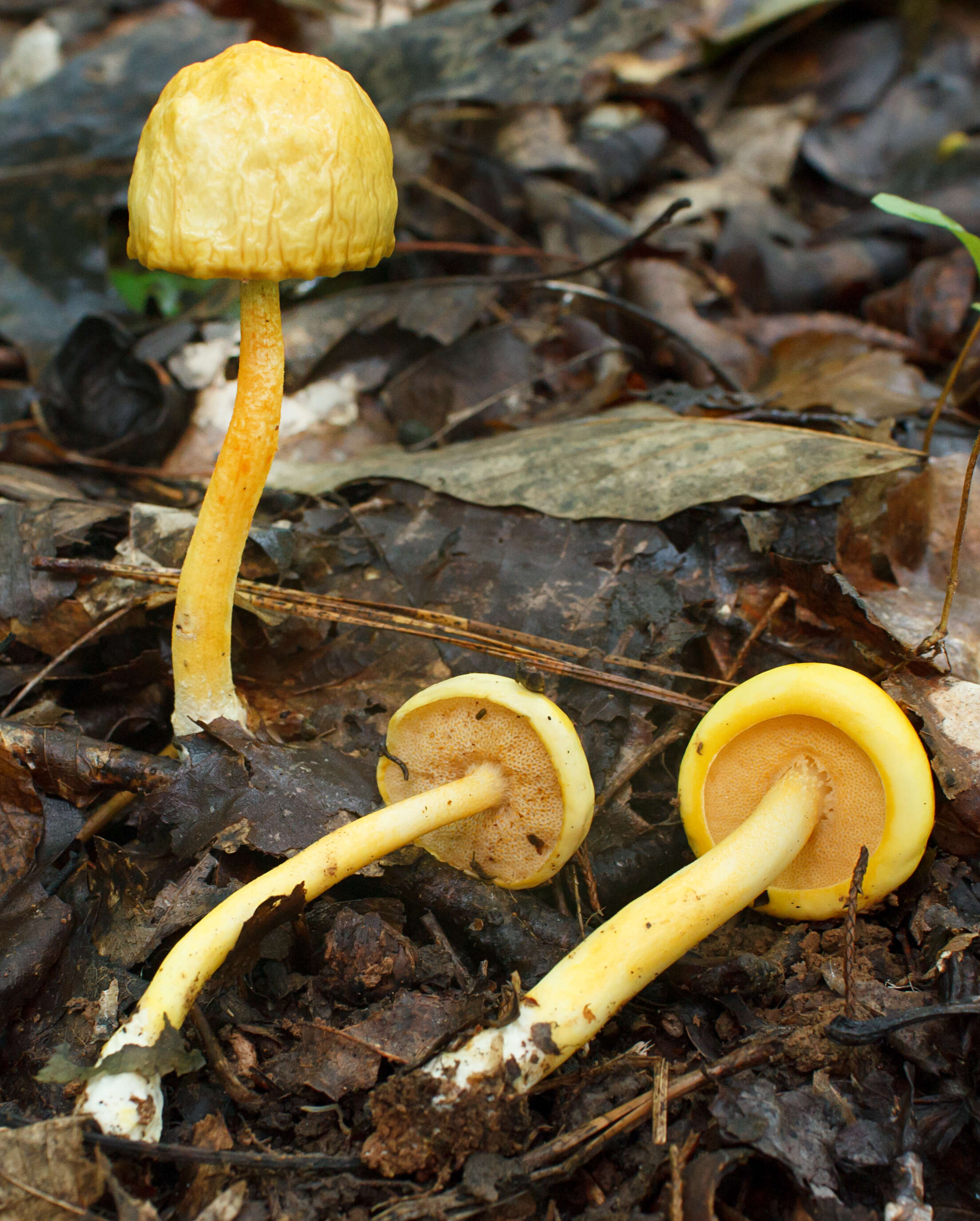 Image of Pulveroboletus curtisii (Berk.) Singer 1947