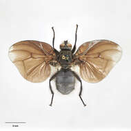 Image of Bat-winged fly