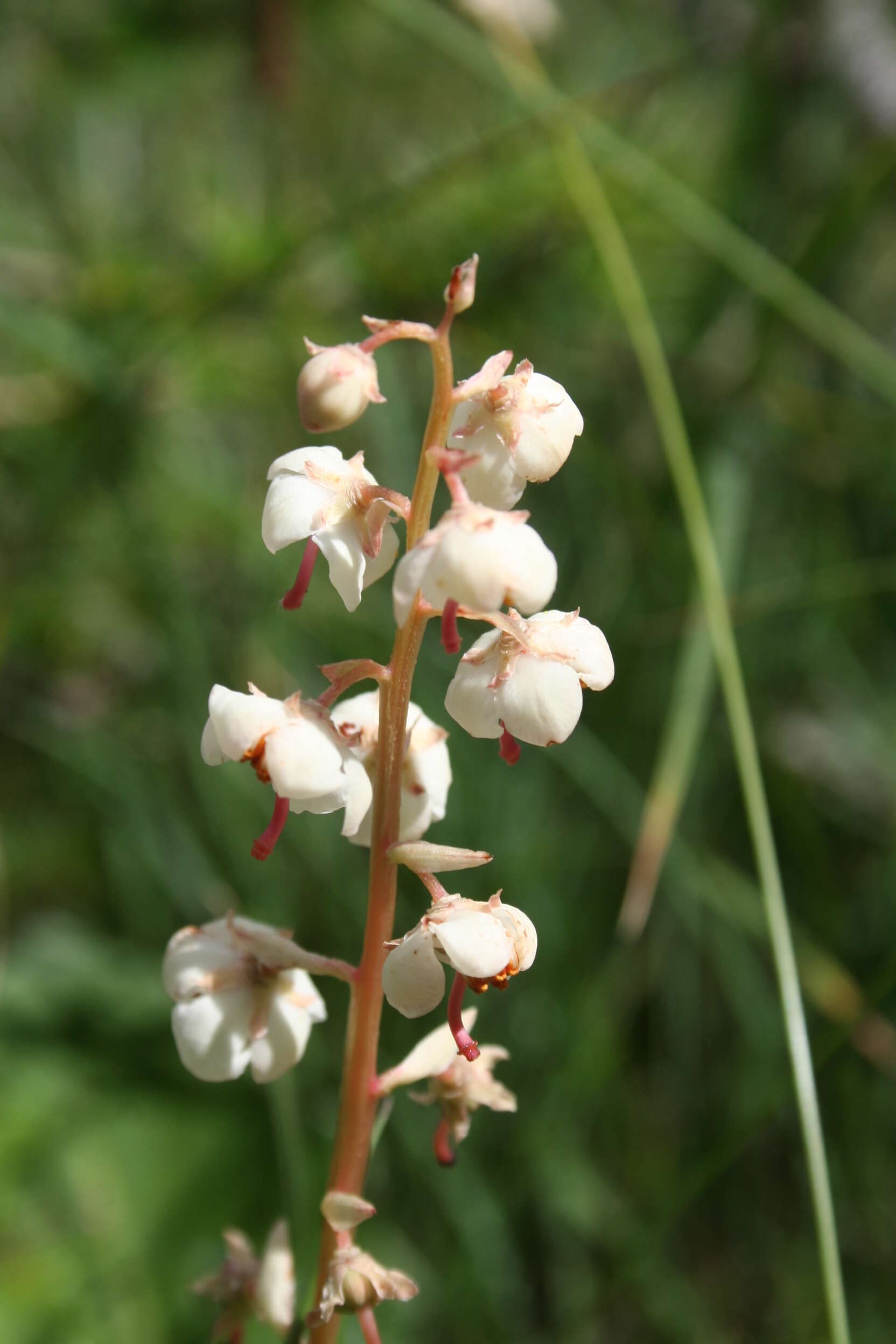 Image of round-leaved wintergreen