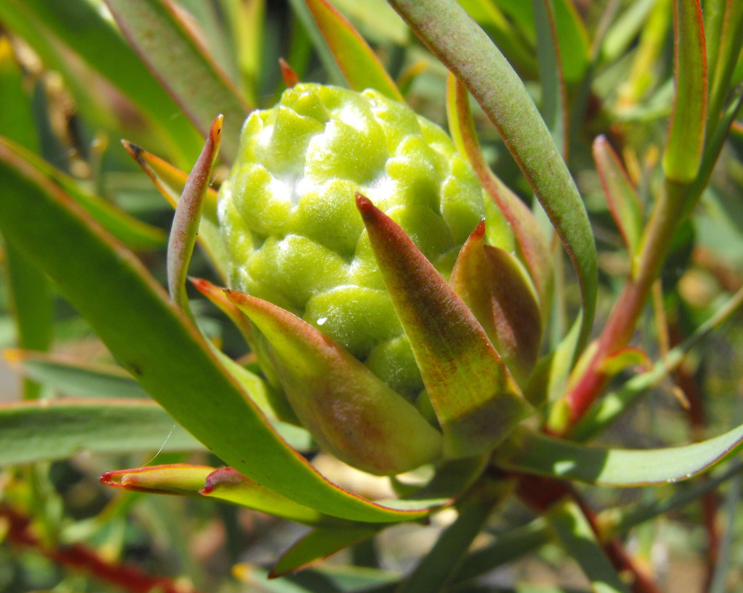 Imagem de Leucadendron salicifolium (Salisb.) I. Williams