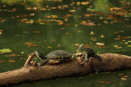 Image of slider turtle, red-eared terrapin, red-eared slider