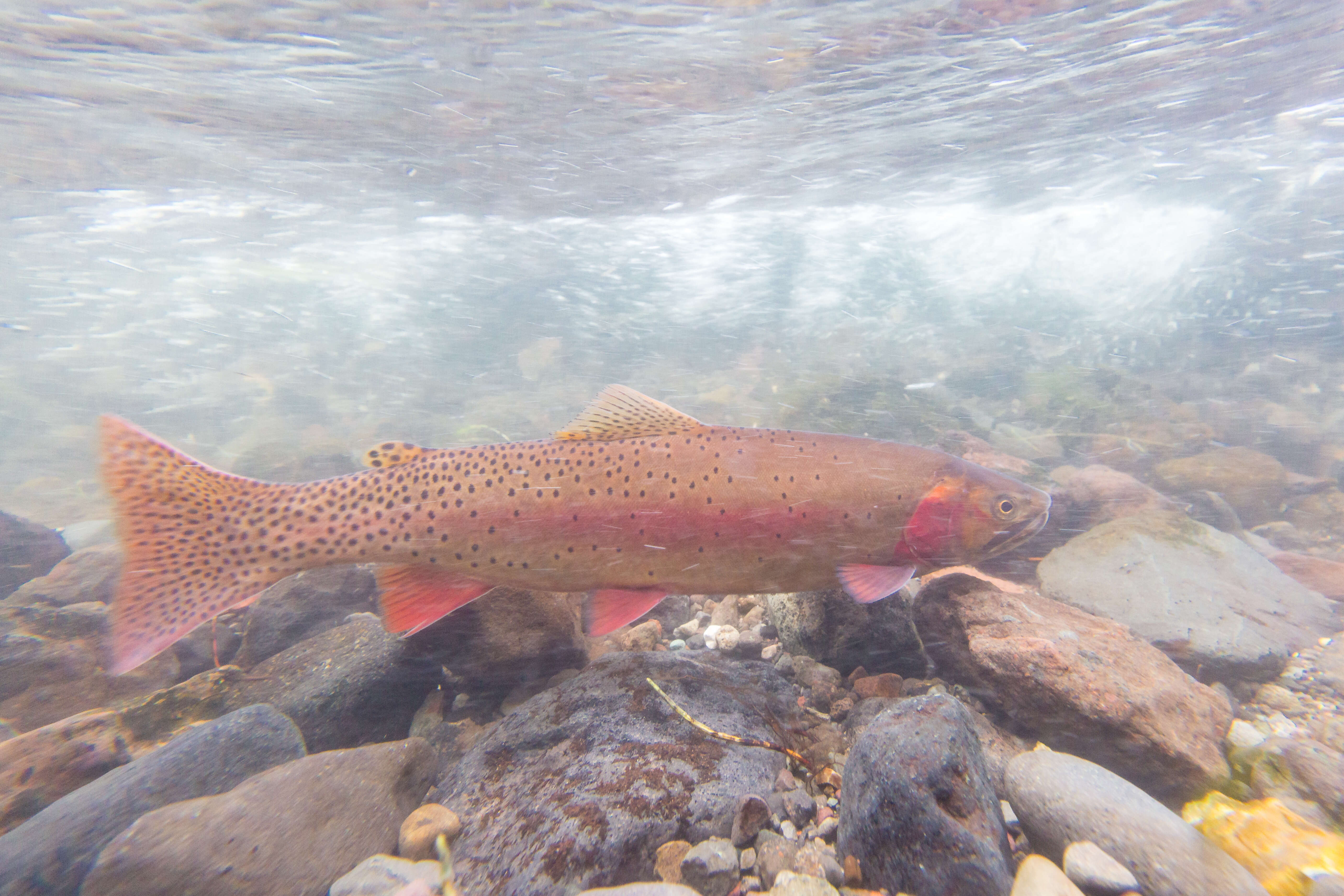 Image of Oncorhynchus clarkii bouvieri