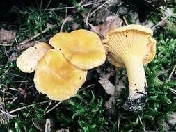 Image of Chanterelle