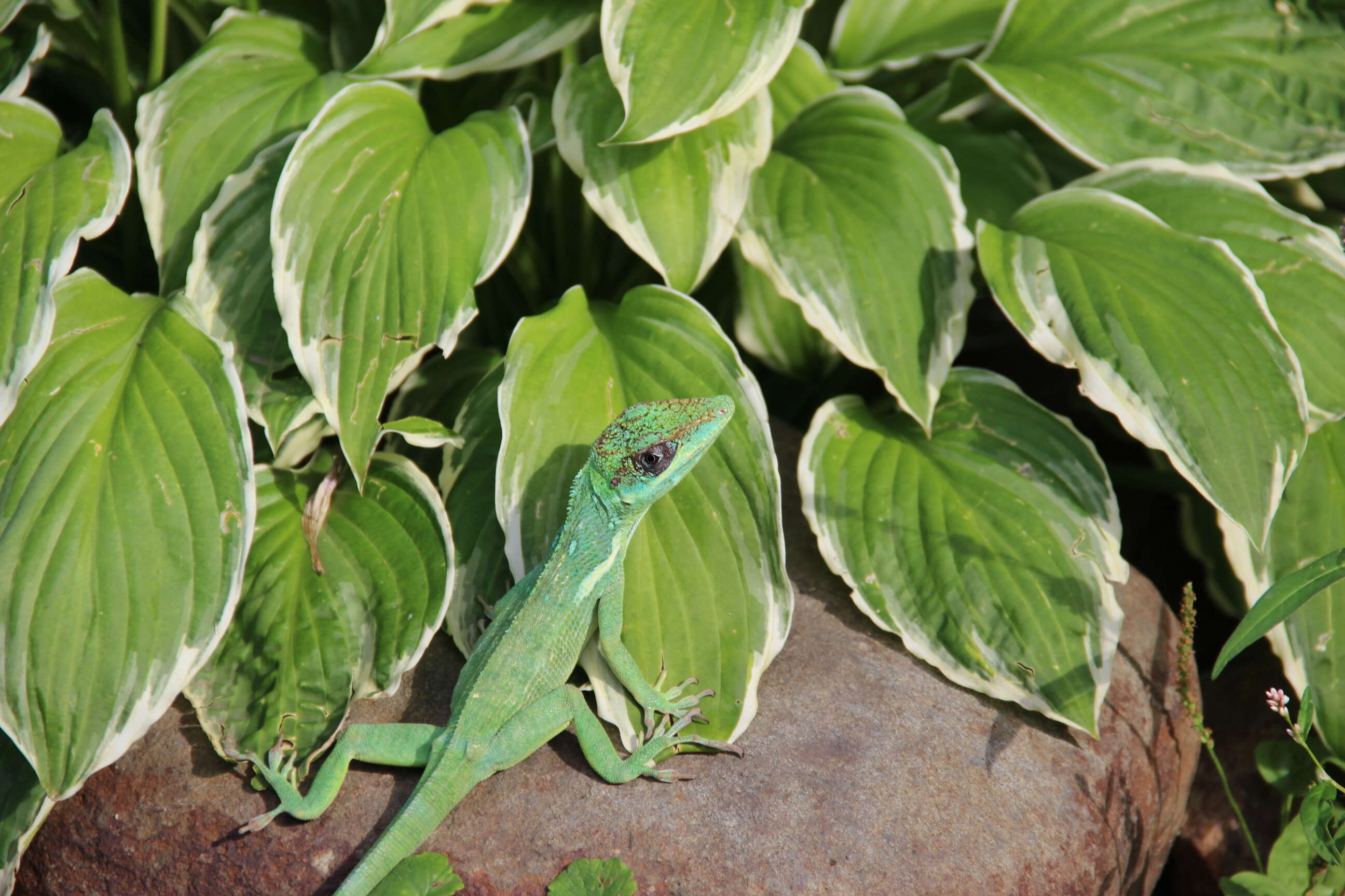 Image of Cuban Giant Anole