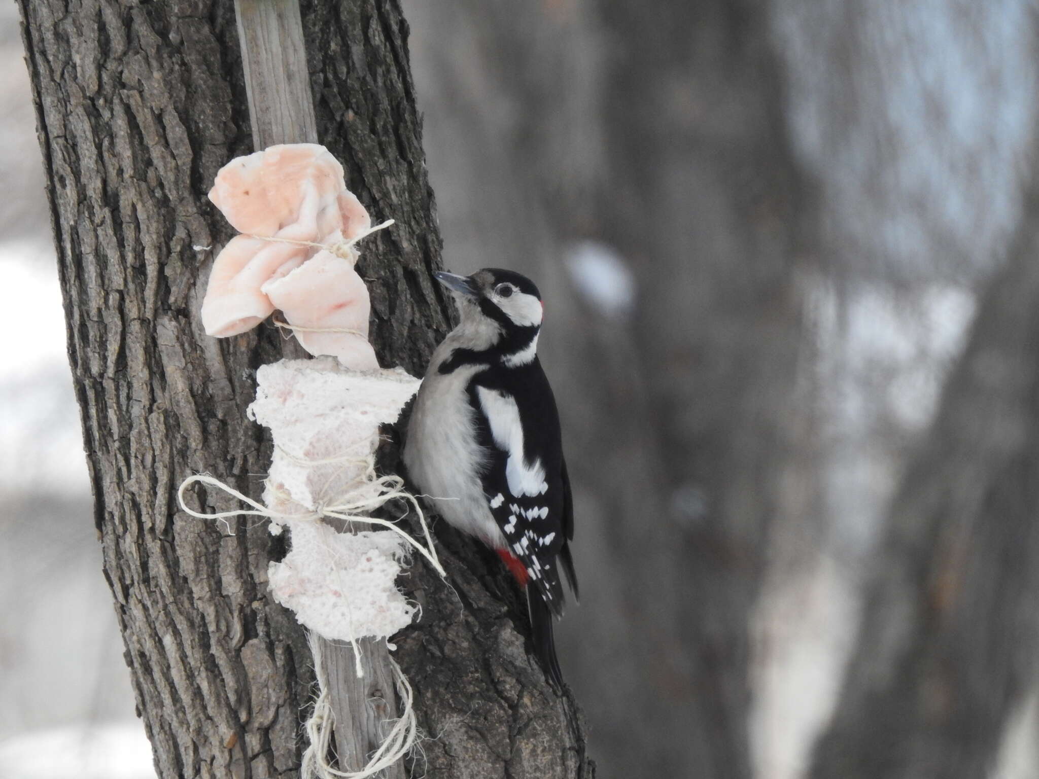 Image of Great Spotted Woodpecker