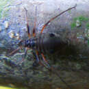 Image of Variegated Oak Aphid