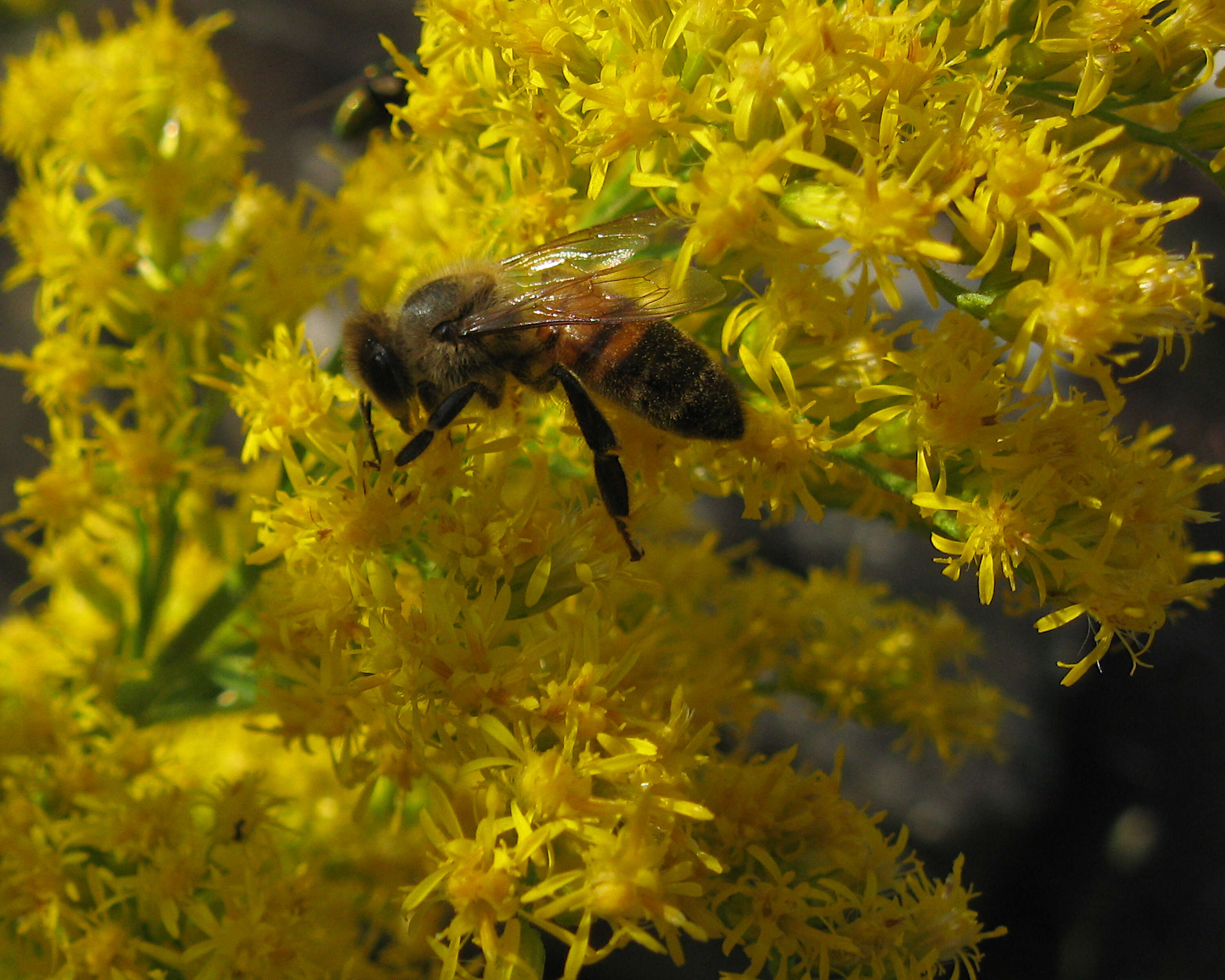 Imagem de Solidago altissima L.