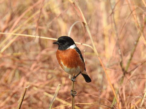 Image of African Stonechat