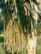 Image of fishtail palm