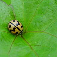 Image of Six-spotted Zigzag Ladybird