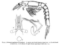 Image of Mysidae Haworth 1825
