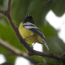 Image of Palawan Tit