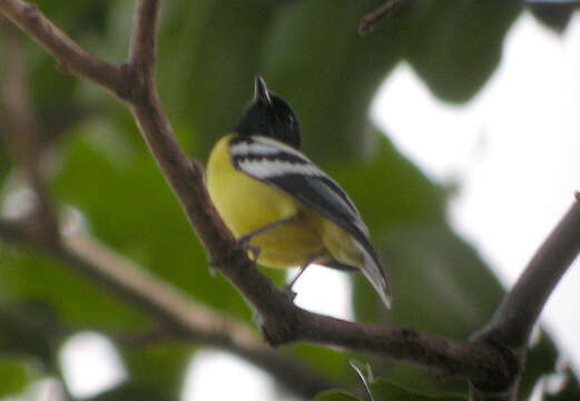 Image of Palawan Tit