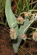 Image of Bird's tongue