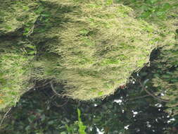 Image of Hopea parviflora Bedd.