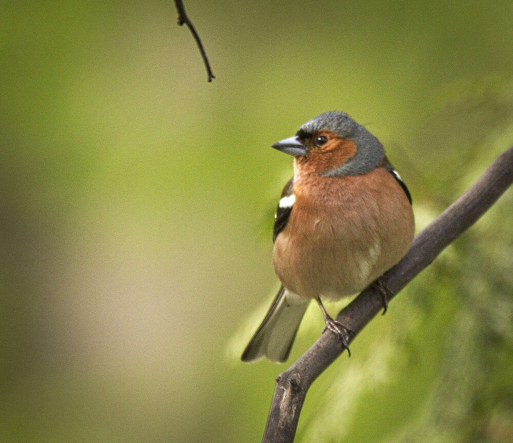 Image of Fringilla Linnaeus 1758