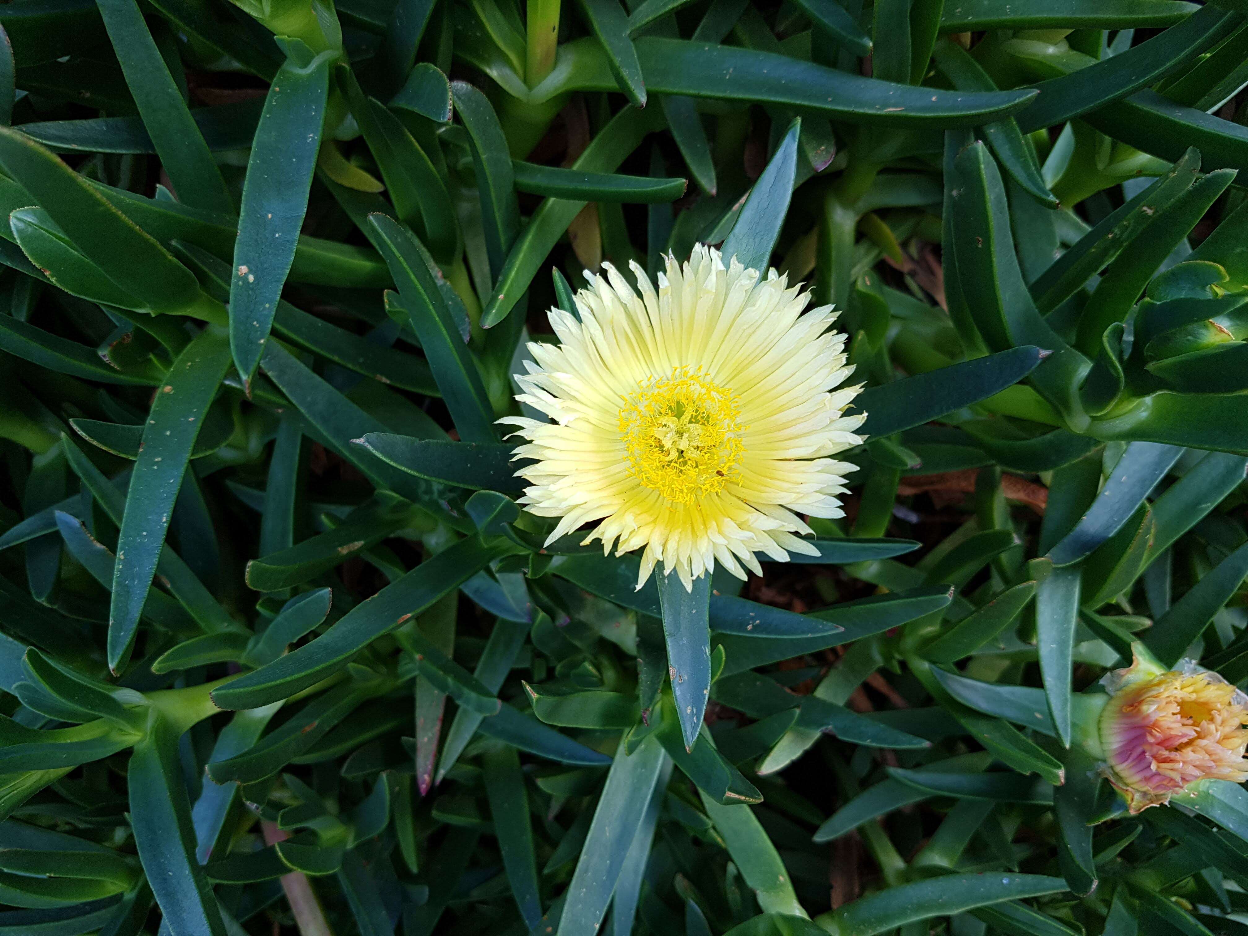 Imagem de Carpobrotus edulis (L.) N. E. Br.