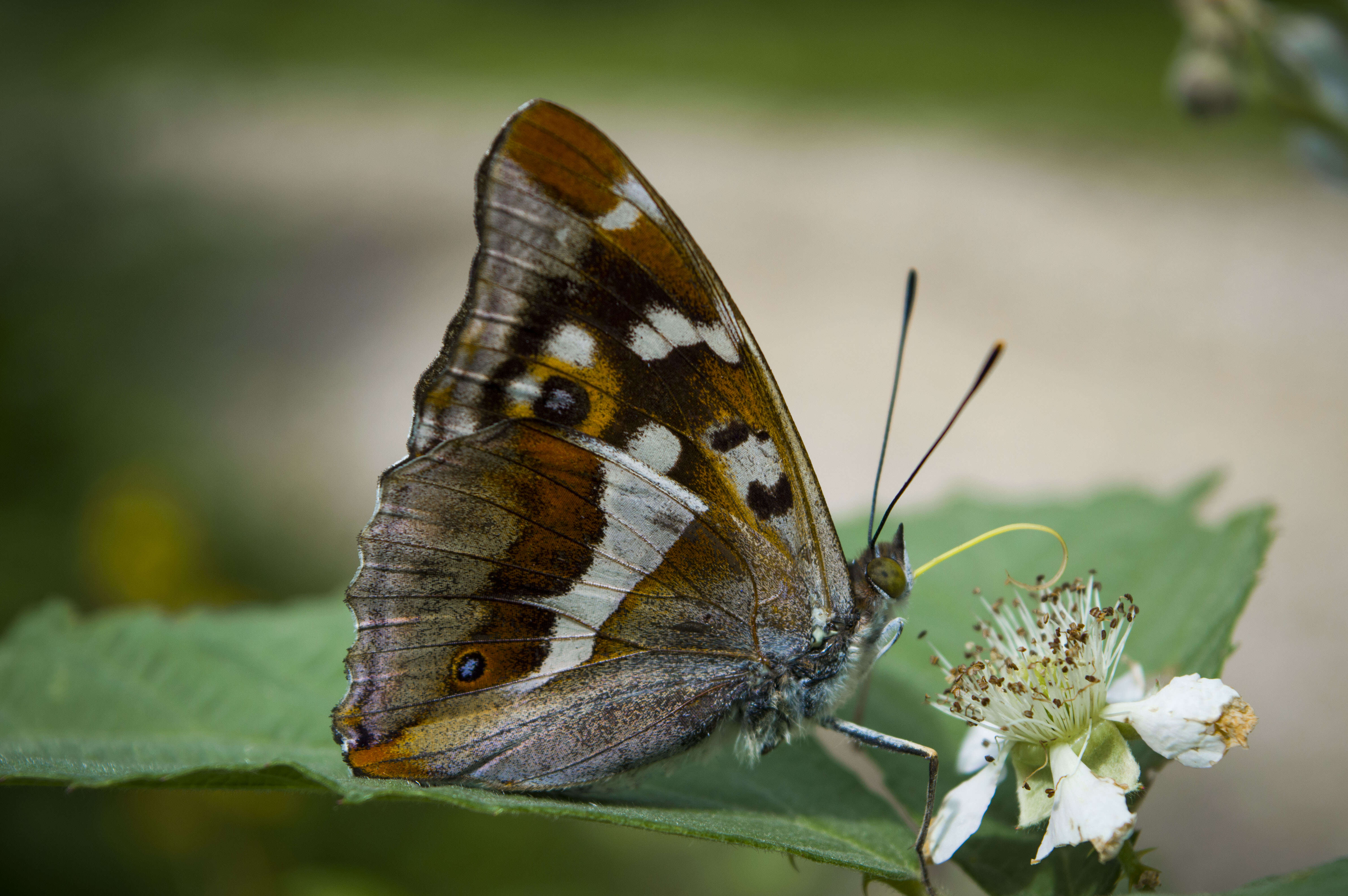 Image of purple emperor