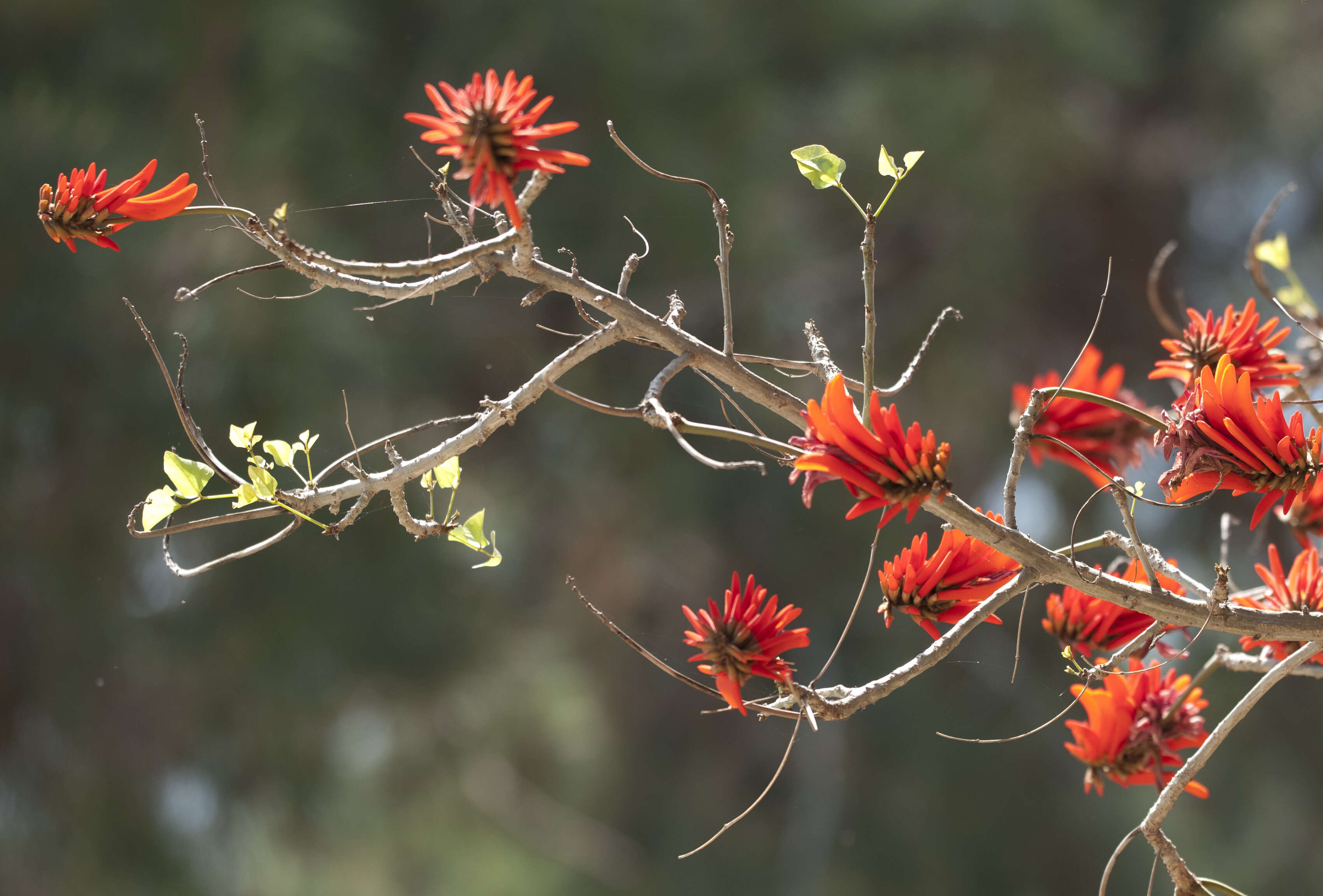 Image of Common Coral tree