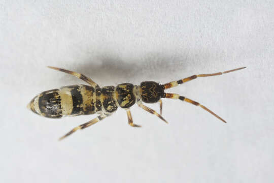 Image of hairy-back girdled springtail