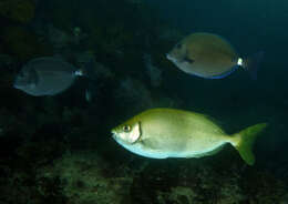 Image of Dusky rabbitfish