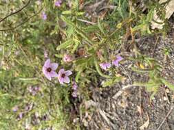 Image of Thomasia petalocalyx F. Müll.