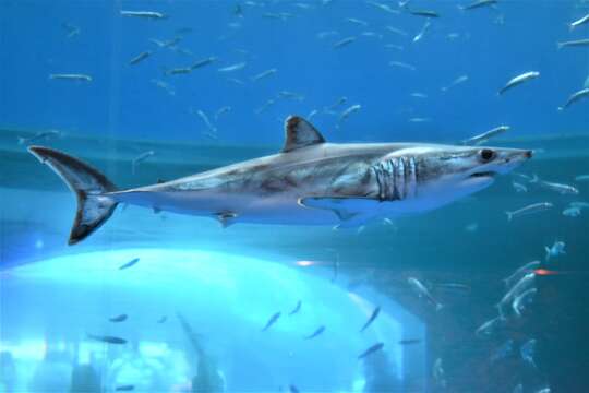 Image of mackerel sharks