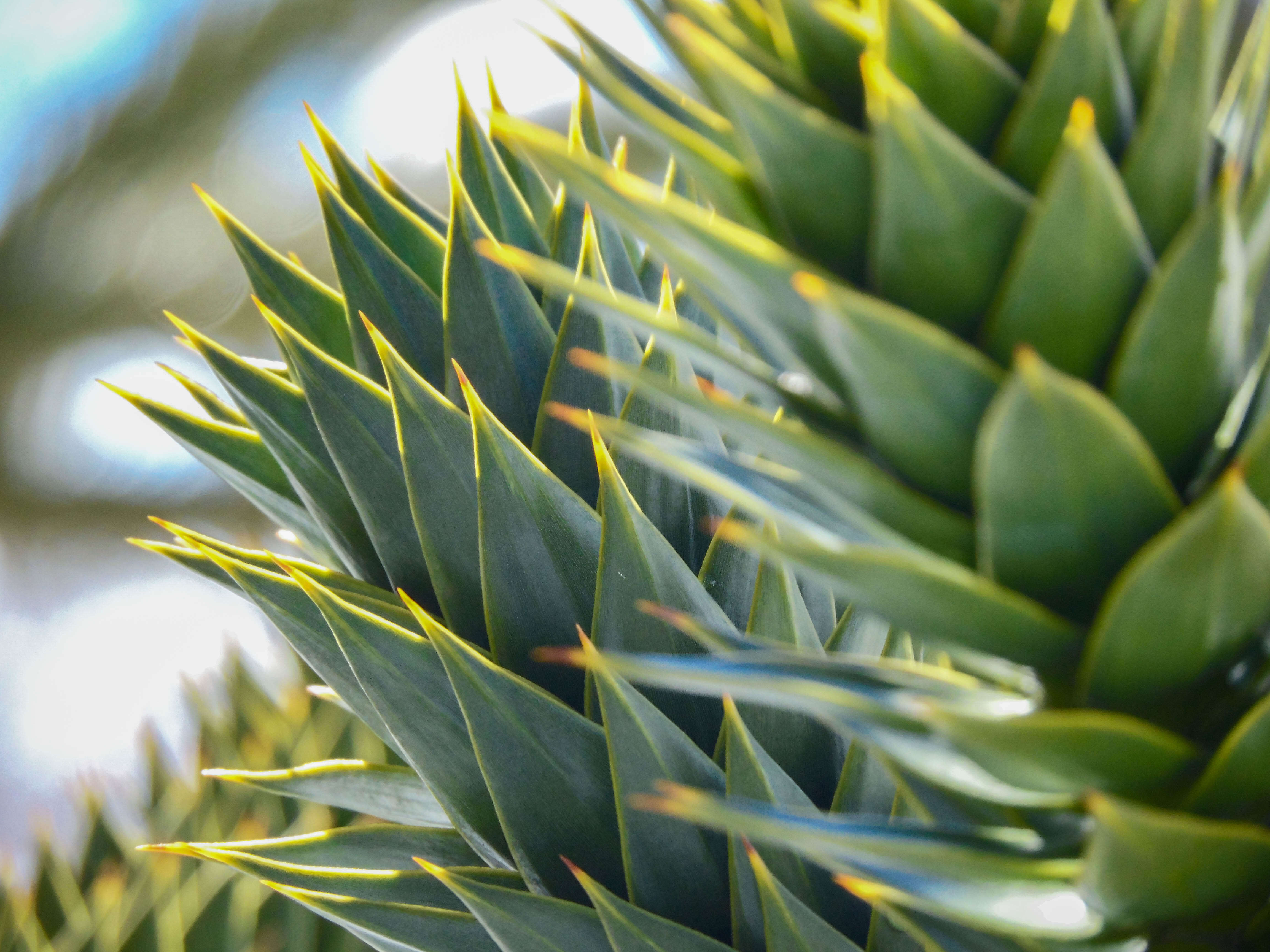 Image of Monkey Puzzle