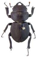 Image of Kauai Flightless Stag Beetle