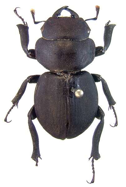 Image of Kauai Flightless Stag Beetle