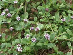 Phyla nodiflora (L.) Greene resmi