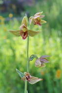 Image of Stream orchid