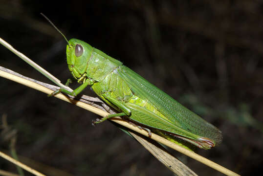 Image de Chorthippus (Chorthippus) jucundus (Fischer 1853)