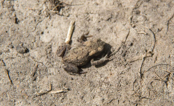 Image of Common Toad