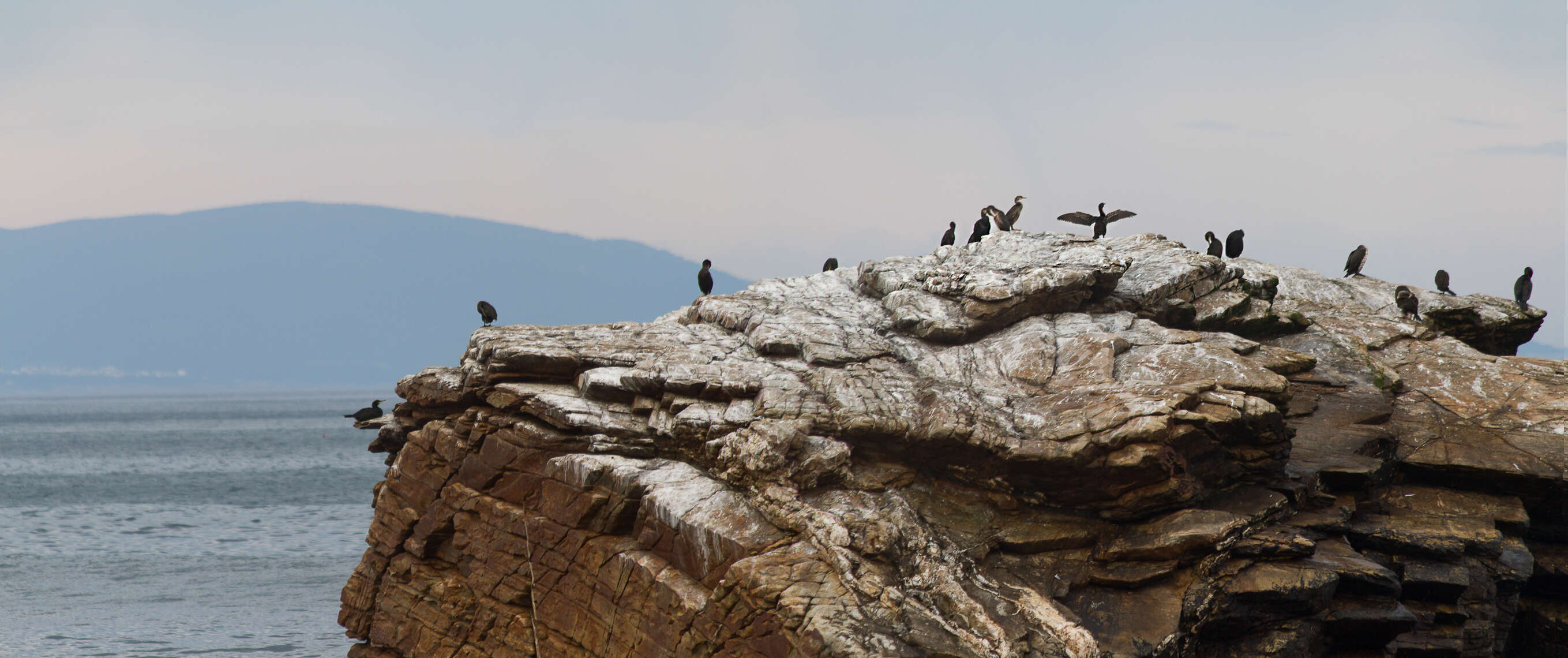 Image of European Shag