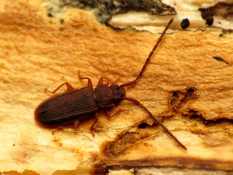 Image of silvanid flat bark beetles