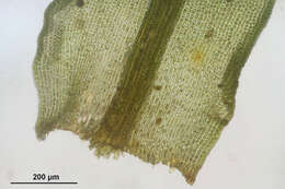 Image of dichodontium moss