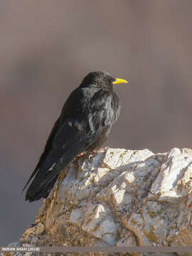 Image of Alpine Chough