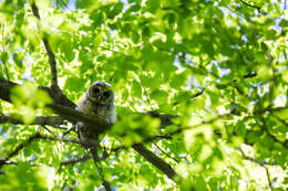 Image of Barred Owl