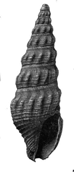 Image of Sediliopsis chowanensis