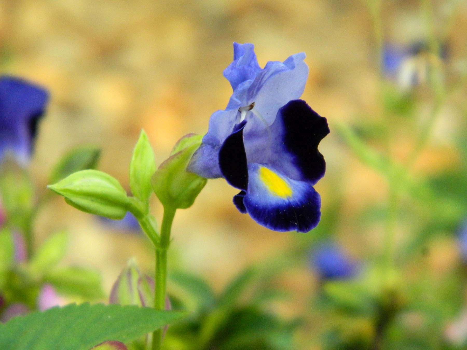 Image de Torenia fournieri Linden ex E. Fourn.