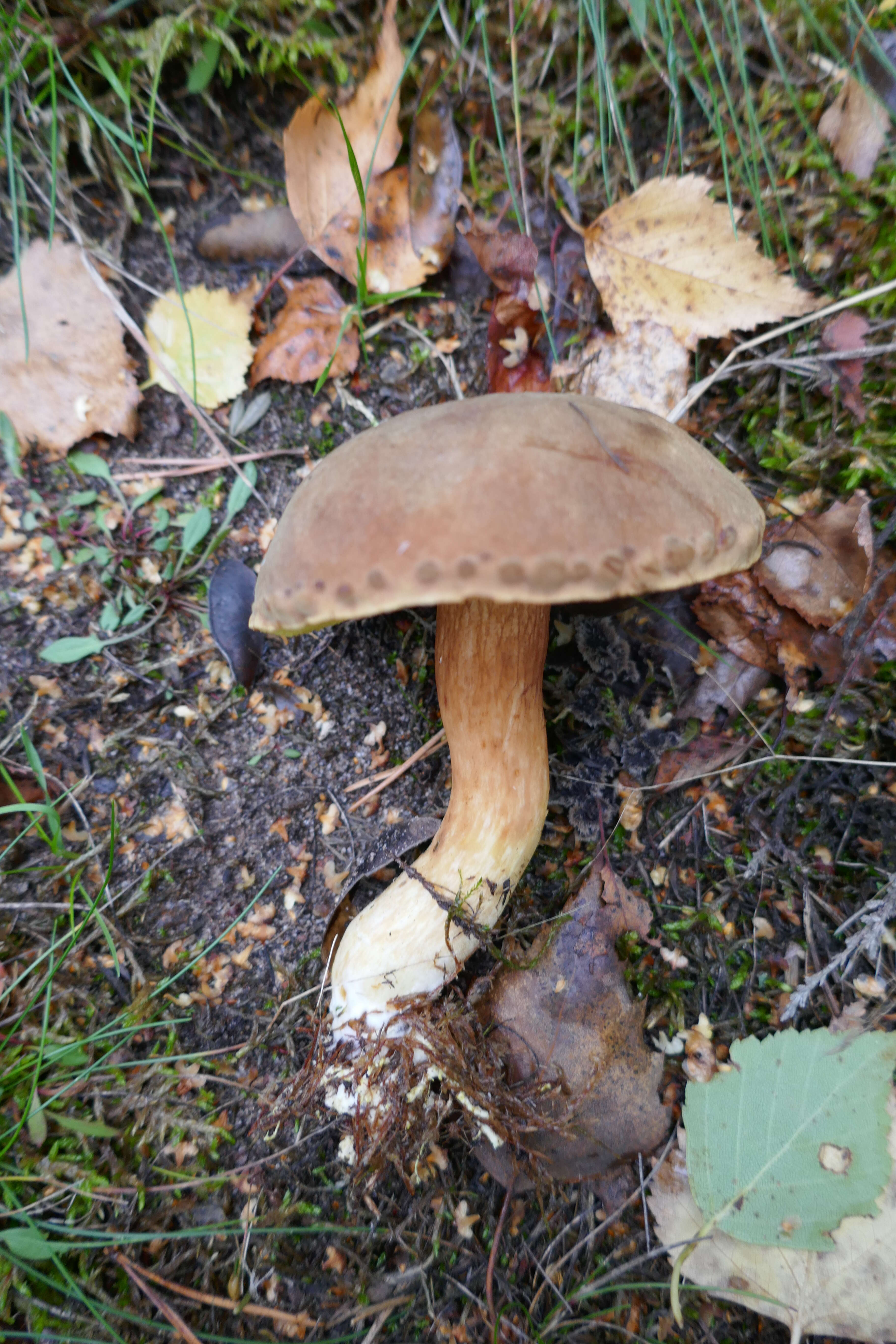 Image of Boletus subtomentosus L. 1753