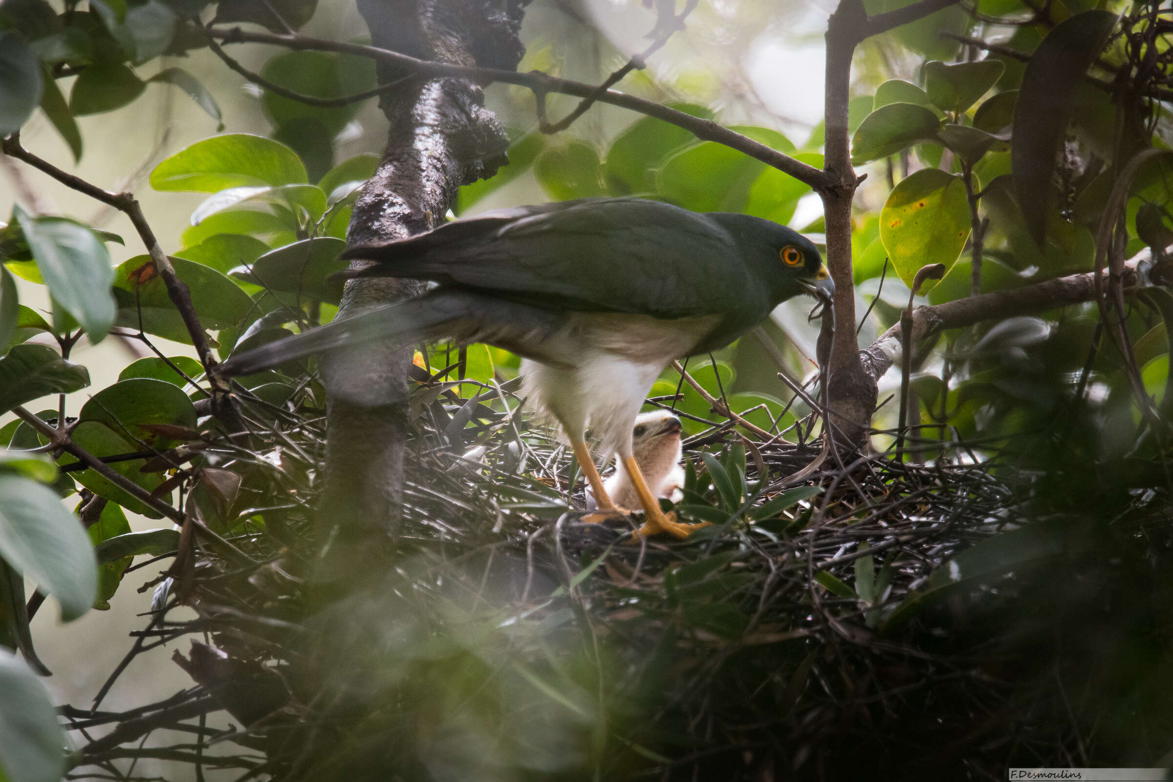 Image of White-bellied Goshawk