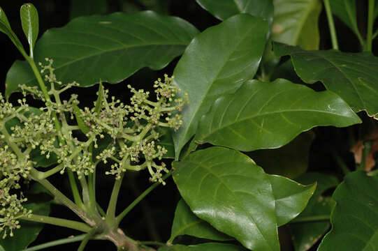 Image of Melicope vitiflora (F. Müll.) T. G. Hartley