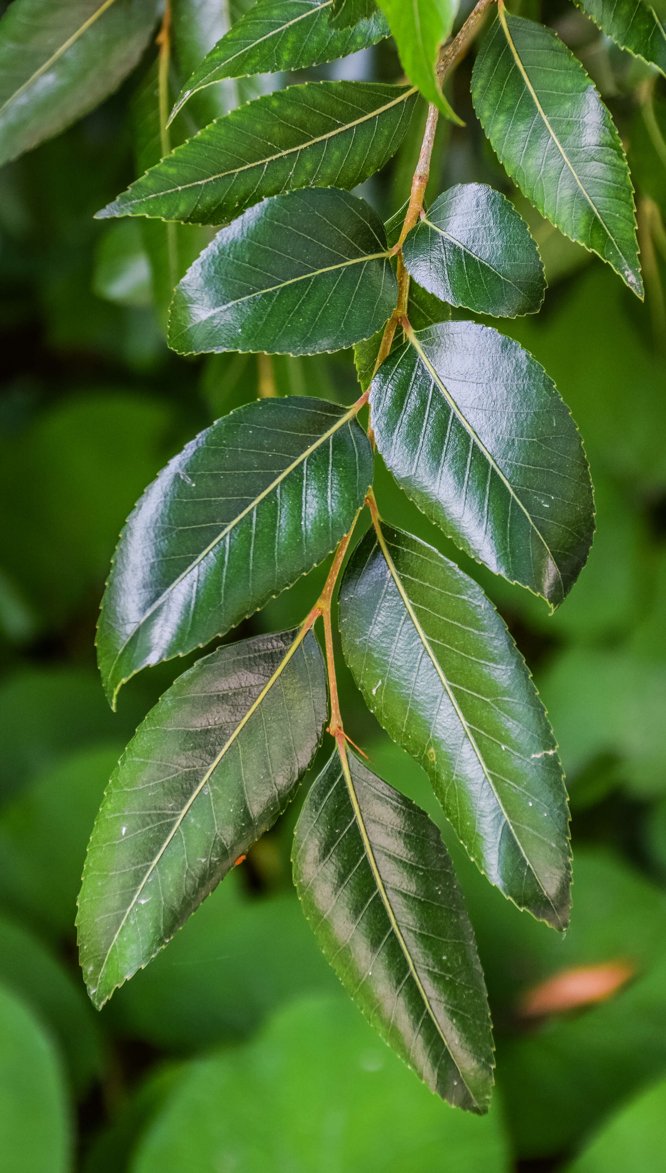 Imagem de Nothofagus moorei (F. Muell.) Krasser